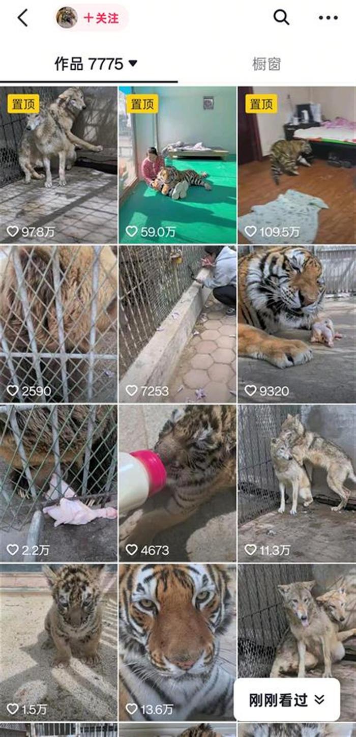 狼為何見飼養員躲墻角發抖？動物專家揭秘氣味與信任的博弈